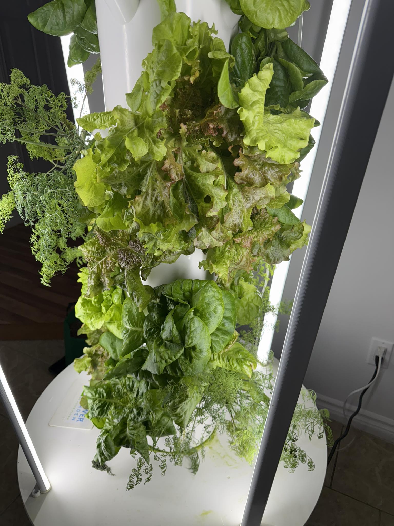 Hydroponic Garden - Indoor tower garden growing fresh lettuce and herbs year-round